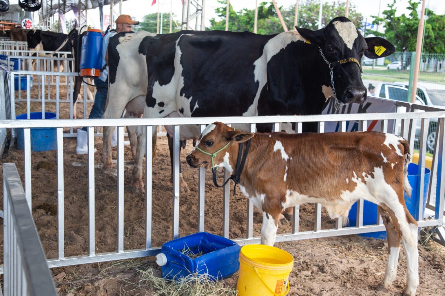 Como a genética pode aumentar a produtividade do gado leiteiro no Ceará