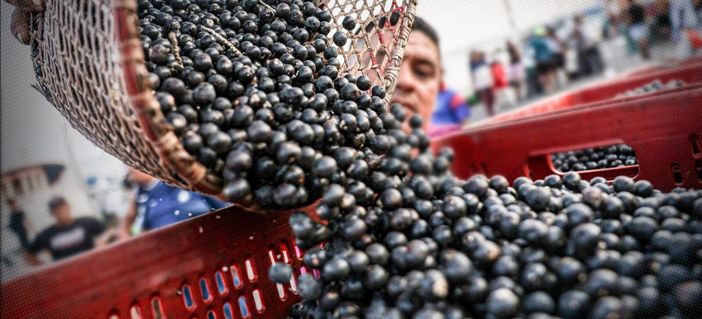 Açaí ganha espaço no Ceará e produção cresce 22,5% em um ano