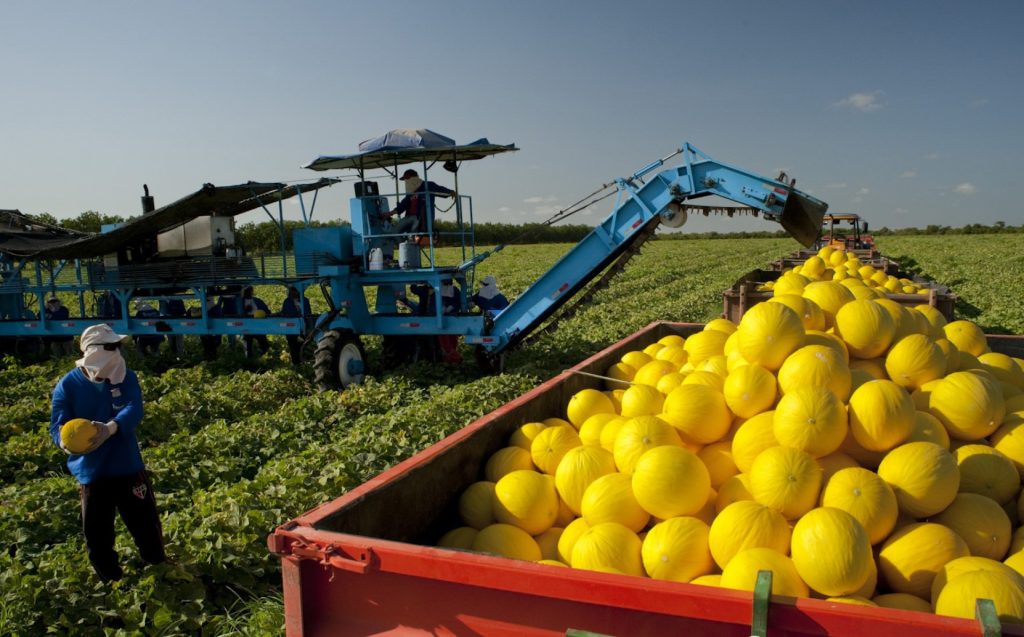 Safra de frutas do Ceará deve superar 2 milhões de toneladas em 2026