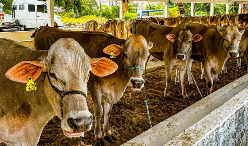 Expoece 2026 prevê R$ 6 milhões em leilões de bovinos e ovinos em Fortaleza