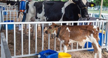 Como a genética pode aumentar a produtividade do gado leiteiro no Ceará