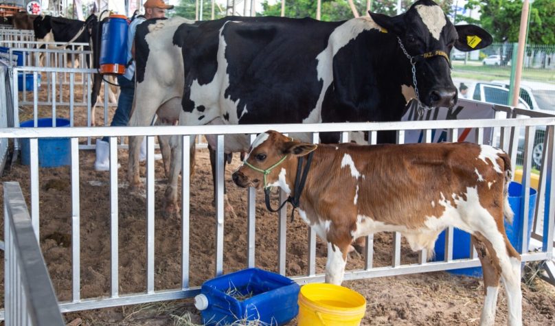 Como a genética pode aumentar a produtividade do gado leiteiro no Ceará