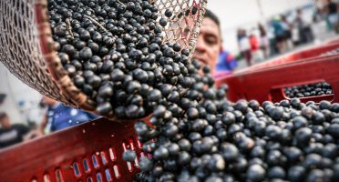 Açaí ganha espaço no Ceará e produção cresce 22,5% em um ano