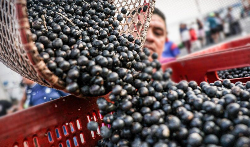 Açaí ganha espaço no Ceará e produção cresce 22,5% em um ano
