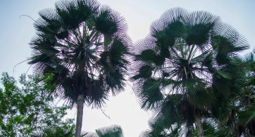 Cera de carnaúba reforça protagonismo nas exportações do Ceará e amplia presença no mercado chinês