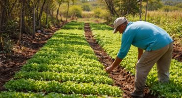 Ceará busca ampliar produção irrigada e investir em produtos de maior valor agregado no agro