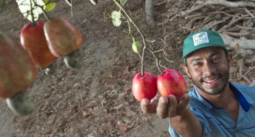 Ceará concentra 60% da produção de castanha de caju do Brasil e aposta em tecnologia