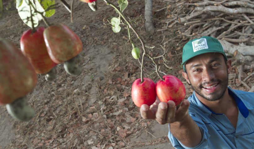 Ceará concentra 60% da produção de castanha de caju do Brasil e aposta em tecnologia