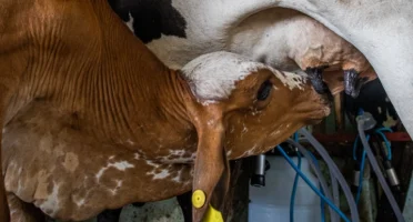Ceará ultrapassa Bahia e se torna segundo maior produtor de leite do Nordeste
