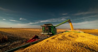 Ceará tem quatro municípios entre os dez maiores produtores de milho verde do Brasil