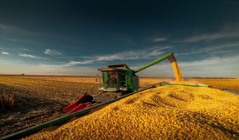 Ceará tem quatro municípios entre os dez maiores produtores de milho verde do Brasil