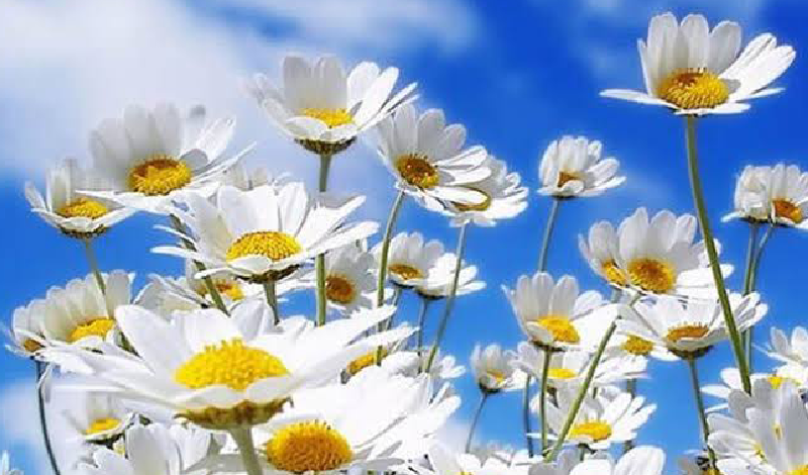 4338CFD9-A912-4762-89D6-A72F3791D3BA