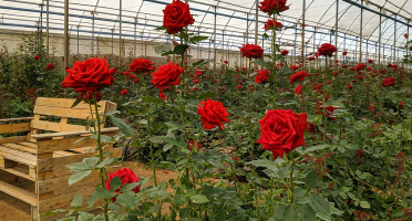 Foto: Reprodução/Site/Tripadvisor