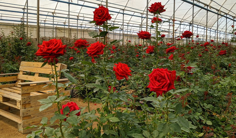 Foto: Reprodução/Site/Tripadvisor