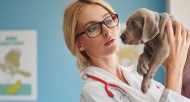 banner-1200x480px-veterinario