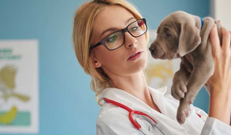 banner-1200x480px-veterinario