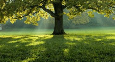 banner-800x533px-agronegocio