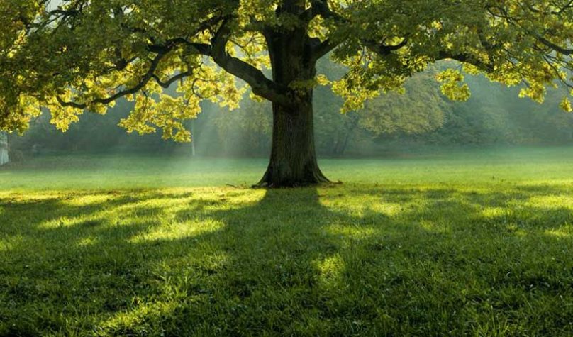 banner-800x533px-agronegocio