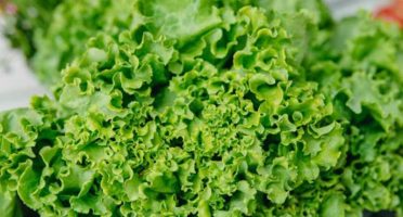 banner-800x533px-alfce