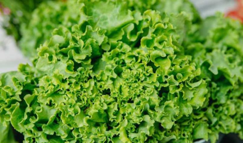 banner-800x533px-alfce