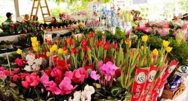 Festival de flores
