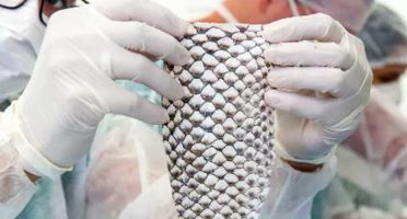 Foto: Viktor Braga/UFC