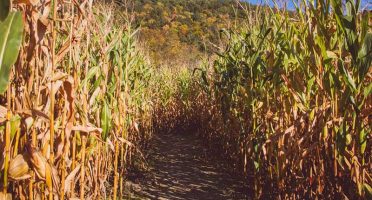 Banner-800x533px-proheto-irrigacao