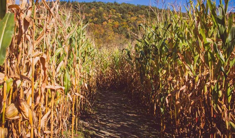 Banner-800x533px-proheto-irrigacao