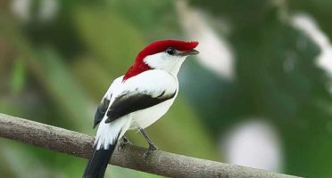 banner-800x533px-soldadinho-araripe