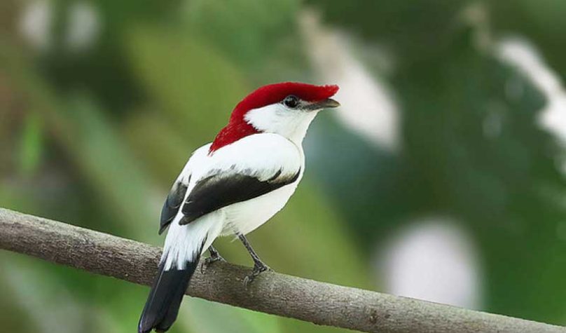 banner-800x533px-soldadinho-araripe