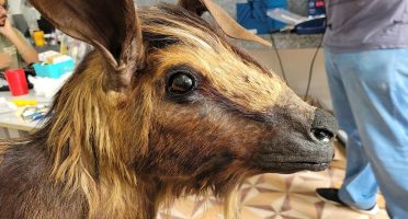 Foto: Divulgação/UECE