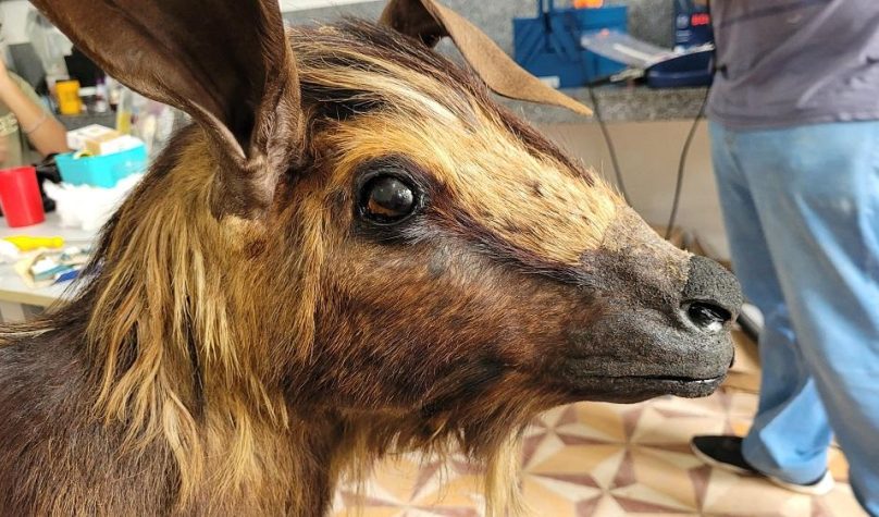 Foto: Divulgação/UECE