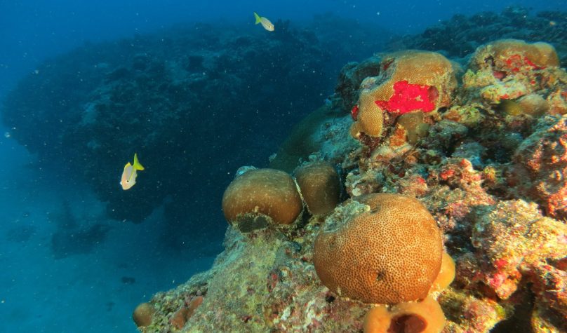 Artigo publicado na revista Nature indica existir um único e extenso recife na América do Sul. Foto: Marcus Davis/Divulgação.