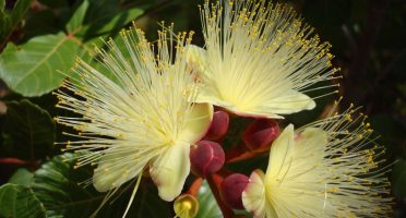 Foto: Divulgação/Sema.