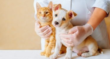 Vet examining dog and cat. Puppy and kitten at veterinarian doctor. Animal clinic. Pet check up and vaccination. Health care.