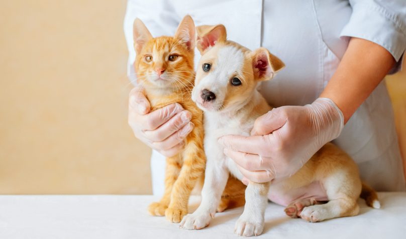 Vet examining dog and cat. Puppy and kitten at veterinarian doctor. Animal clinic. Pet check up and vaccination. Health care.