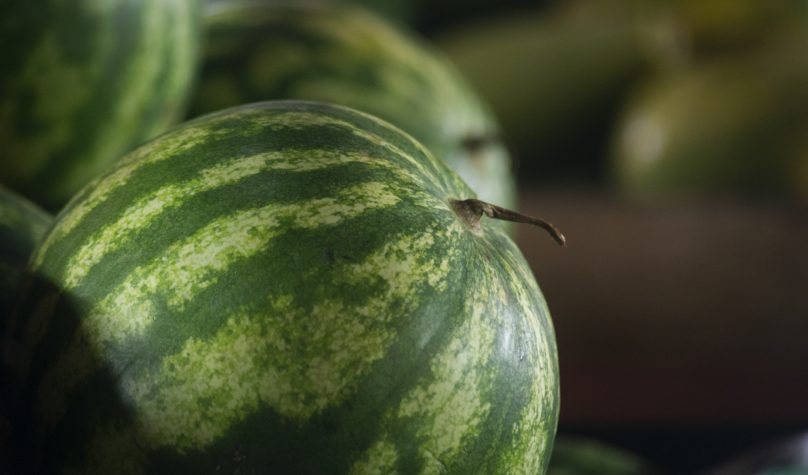 O Ceará é o 2º maior exportador brasileiro de melões e melancias. Foto: Thiara Montefusco/SDA