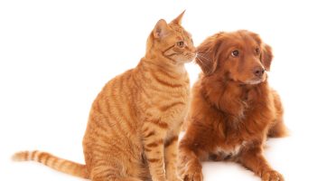 An isolated shot of a Nova Scotia Duck Tolling Retriever dog and a ginger cat next to each other in front of a white background looking right