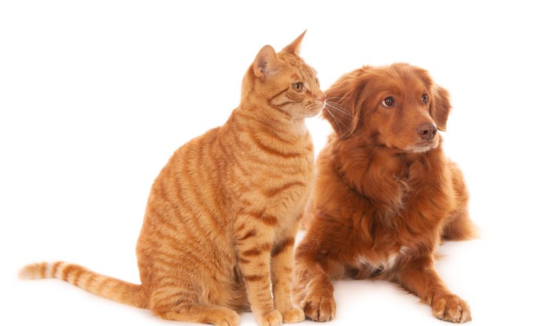 An isolated shot of a Nova Scotia Duck Tolling Retriever dog and a ginger cat next to each other in front of a white background looking right