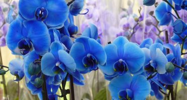 Foto:  Reprodução/Blog Giuliana Flores