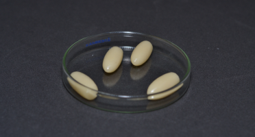 Composto inovador já é a 30ª patente da Universidade Federal do Ceará. Foto: Divulgação/Agência UFC.