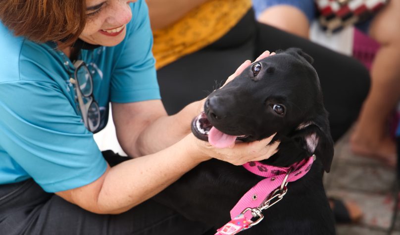 Mais de 50 locais da capital compõem a lista de estabelecimentos com o selo Pet Friendly (Foto: Thiago Gaspar)