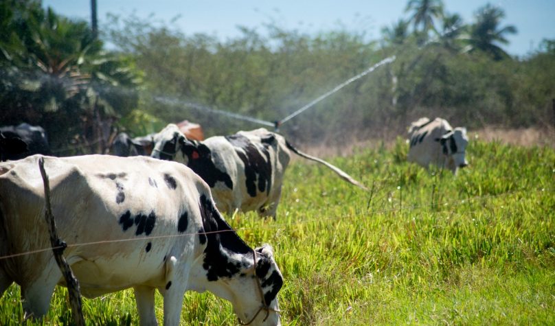 Foto: Reprodução/Site/Agência Sebrae de Notícias