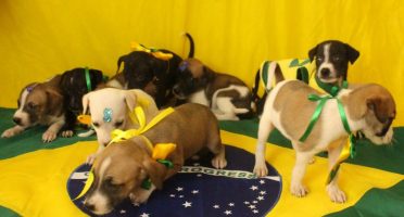 Foto: Divulgação/Animais Universitários
