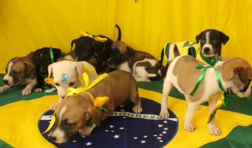 Foto: Divulgação/Animais Universitários