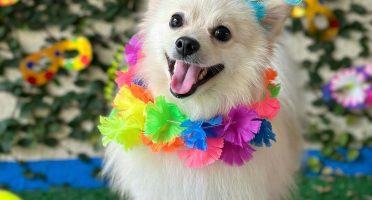 Foto: Reprodução/Instagram/@4pataspet.hotel