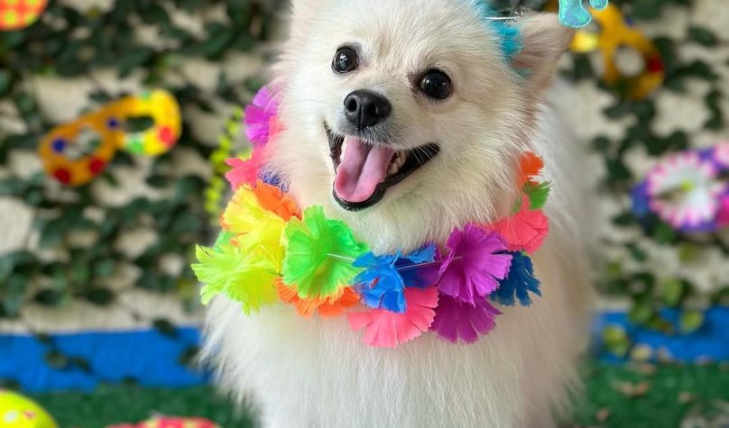 Foto: Reprodução/Instagram/@4pataspet.hotel