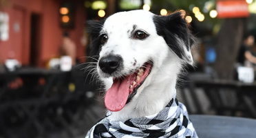 Foto: Reprodução/Site/Floresta Bar