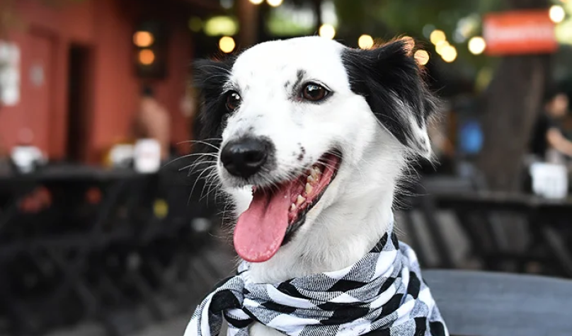 Foto: Reprodução/Site/Floresta Bar