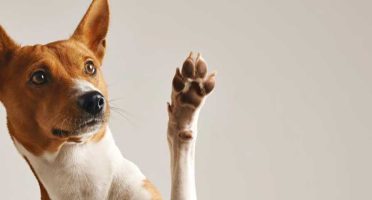 banner-1200x480px-adoçao